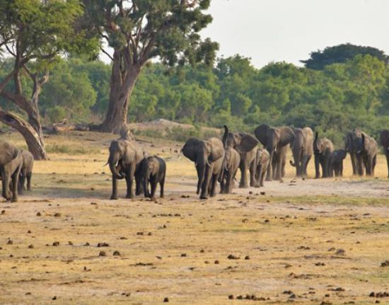 Hwange-National-Park