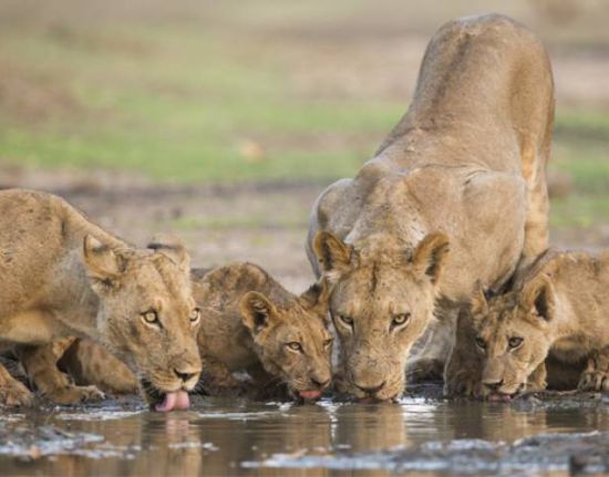 Mana-Pools